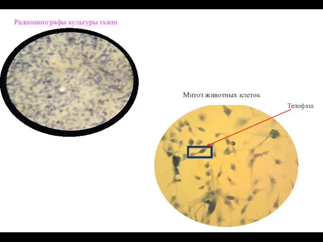 Митоз животных клеток Телофаза Радиоавтографы культуры ткани