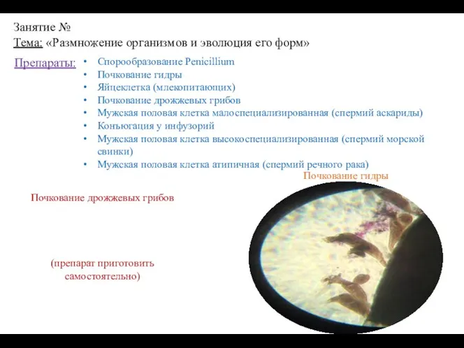 Занятие № Тема: «Размножение организмов и эволюция его форм» Препараты: Спорообразование Penicillium