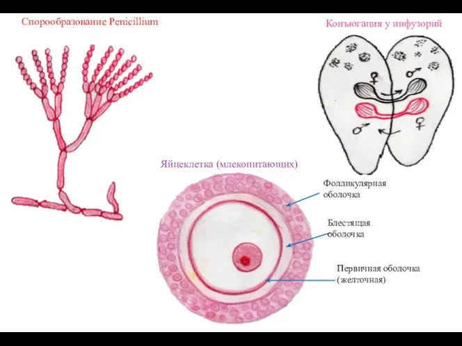 Спорообразование Penicillium Конъюгация у инфузорий Яйцеклетка (млекопитающих)