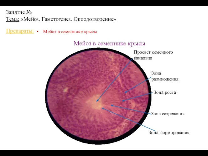 Занятие № Тема: «Мейоз. Гаметогенез. Оплодотворение» Препараты: Мейоз в семеннике крысы Мейоз в семеннике крысы