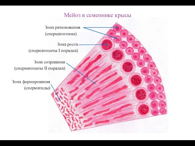 Мейоз в семеннике крысы