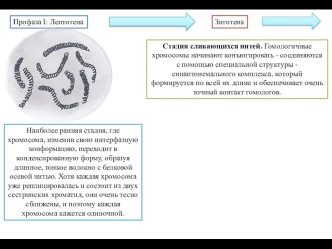 Наиболее ранняя стадия, где хромосома, изменив свою интерфазную конформацию, переходит в конденсированную