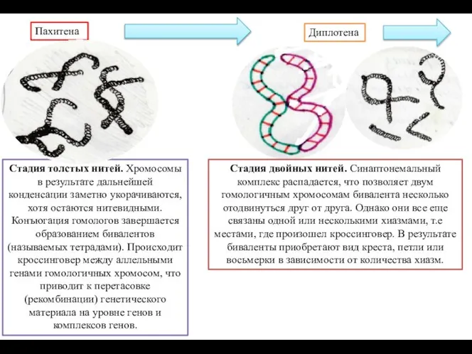 Стадия толстых нитей. Хромосомы в результате дальнейшей конденсации заметно укорачиваются, хотя остаются