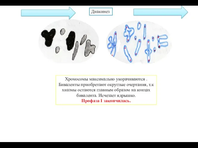 Хромосомы максимально укорачиваются . Биваленты приобретают округлые очертания, т.к хиазмы остаются главным