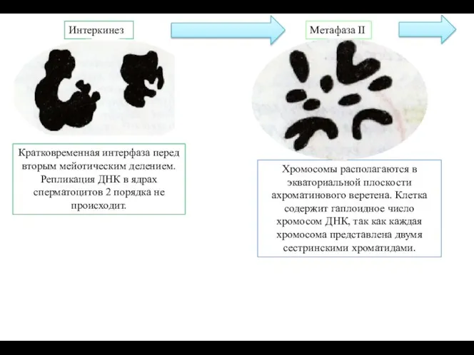 Интеркинез Кратковременная интерфаза перед вторым мейотическим делением. Репликация ДНК в ядрах сперматоцитов