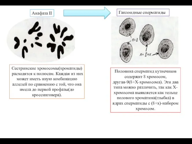 Анафаза II Сестринские хромосомы(хроматиды) расходятся к полюсам. Каждая из них может иметь