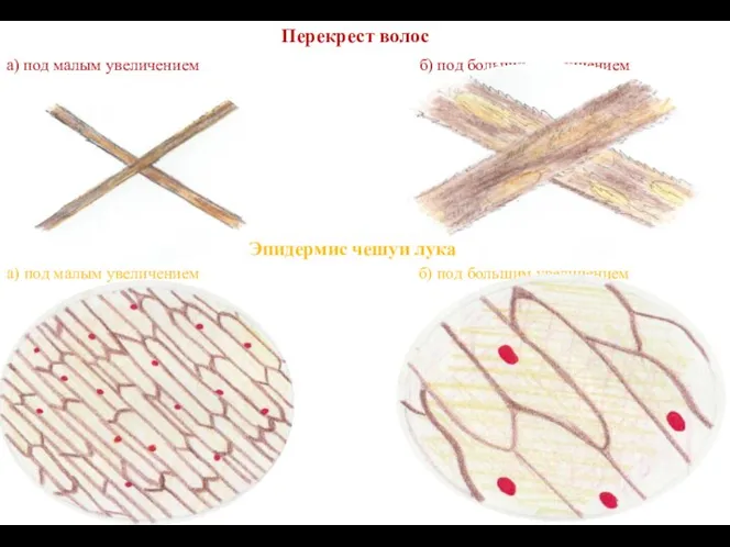 Перекрест волос а) под малым увеличением б) под большим увеличением Эпидермис чешуи