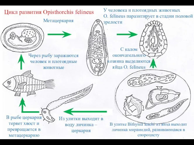 Цикл развития Opisthorchis felineus Метацеркария Через рыбу заражаются человек и плотоядные животные