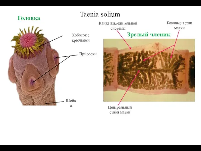 Taenia solium Головка Хоботок с крючьями Присоски Шейка Канал выделительной системы Центральный