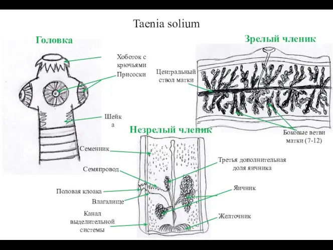 Taenia solium Присоски Головка Зрелый членик Незрелый членик Центральный ствол матки Боковые