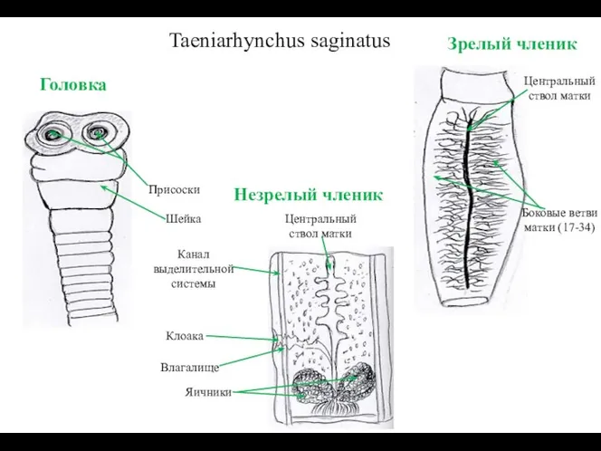 Taeniarhynchus saginatus Головка Зрелый членик Незрелый членик