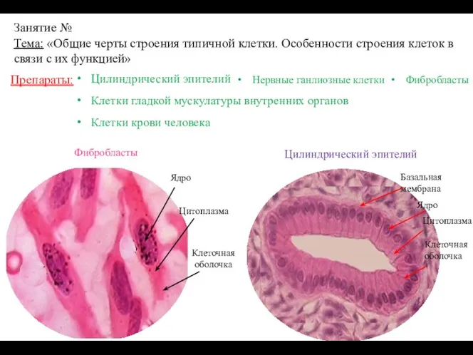 Препараты: Цилиндрический эпителий Клетки гладкой мускулатуры внутренних органов Клетки крови человека Занятие