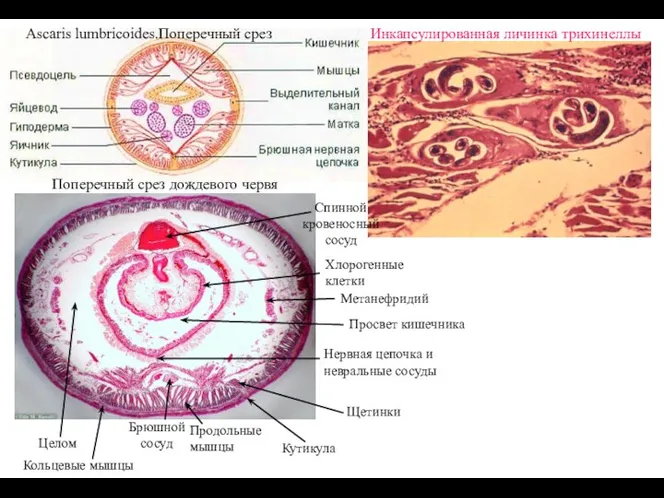 Поперечный срез дождевого червя Спинной кровеносный сосуд Брюшной сосуд Нервная цепочка и