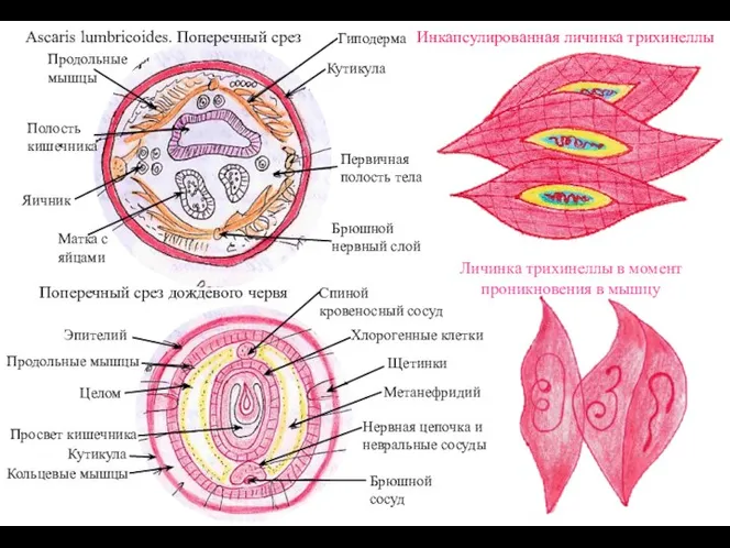 Ascaris lumbricoides. Поперечный срез Инкапсулированная личинка трихинеллы Поперечный срез дождевого червя Личинка