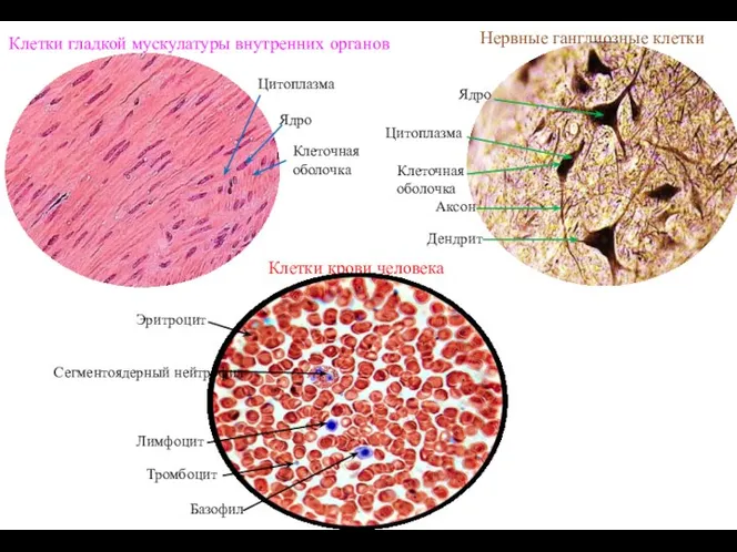 Нервные ганглиозные клетки Клетки гладкой мускулатуры внутренних органов Клетки крови человека