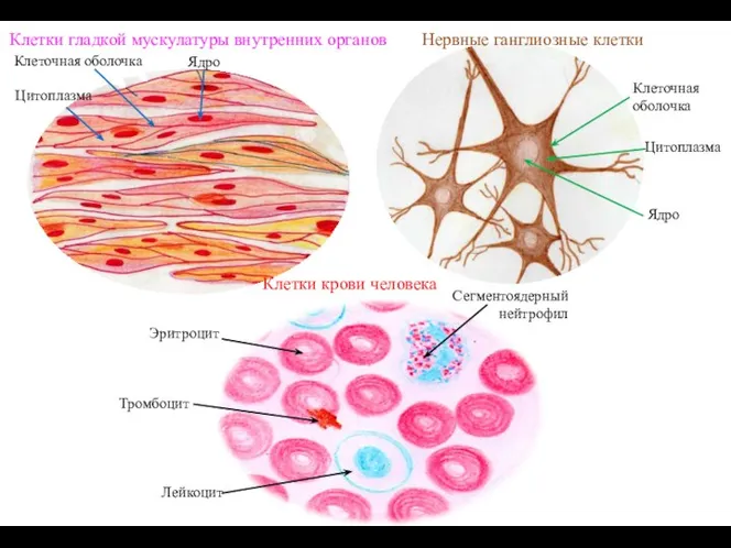 Нервные ганглиозные клетки Клетки гладкой мускулатуры внутренних органов Клетки крови человека