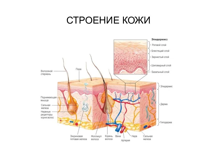 СТРОЕНИЕ КОЖИ