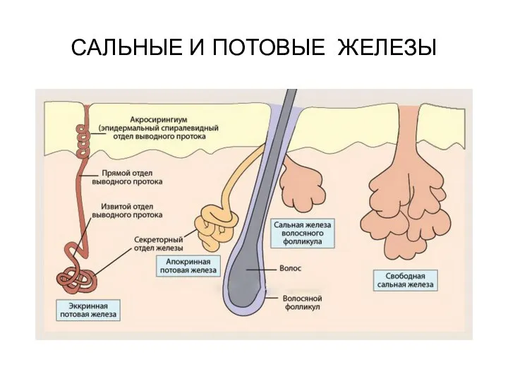 САЛЬНЫЕ И ПОТОВЫЕ ЖЕЛЕЗЫ