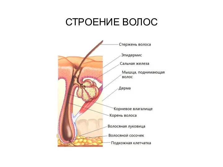 СТРОЕНИЕ ВОЛОС