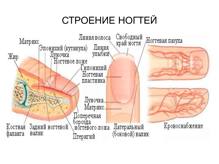 СТРОЕНИЕ НОГТЕЙ