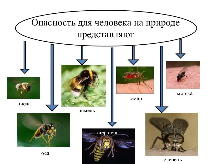Опасность для человека на природе представляют пчела оса шмель шершень слепень мошка комар