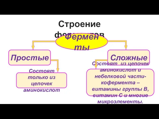 Строение ферментов Ферменты Простые Сложные Состоят только из цепочек аминокислот Состоят из