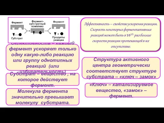 Селективность – каждый фермент ускоряет только одну какую-либо реакцию или группу однотипных