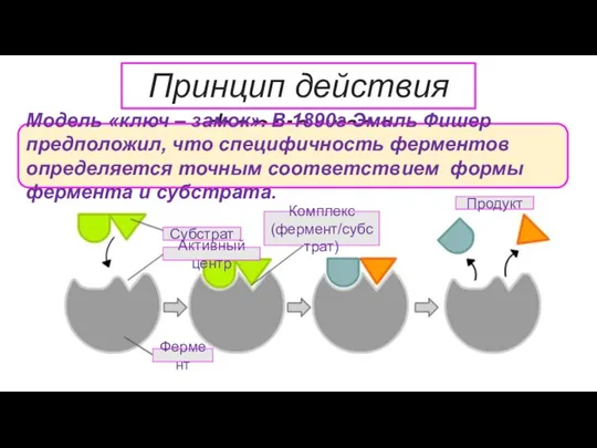 Принцип действия ферментов Модель «ключ – замок». В 1890г Эмиль Фишер предположил,
