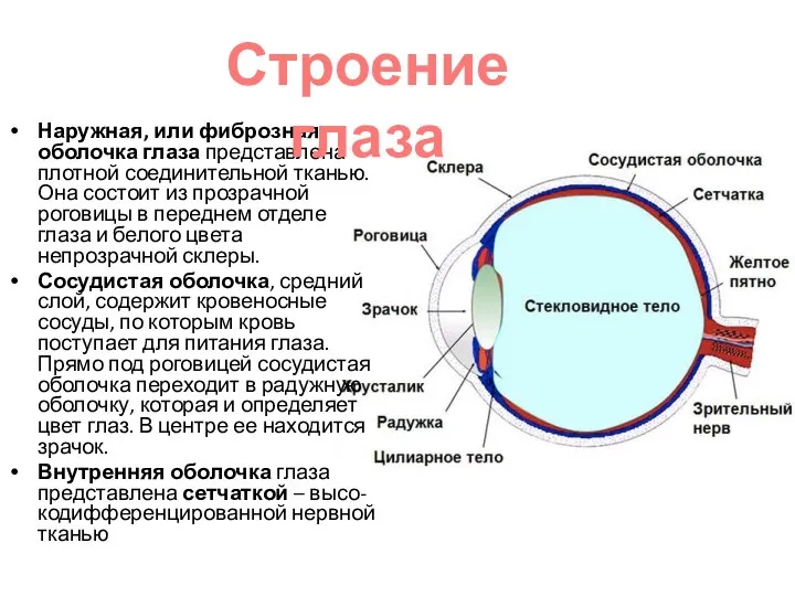 Наружная, или фиброзная, оболочка глаза представлена плотной соединительной тканью. Она состоит из