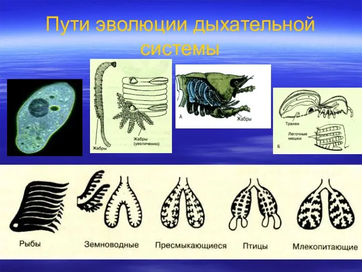 Пути эволюции дыхательной системы