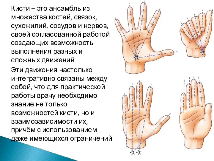 Кисти – это ансамбль из множества костей, связок, сухожилий, сосудов и нервов,