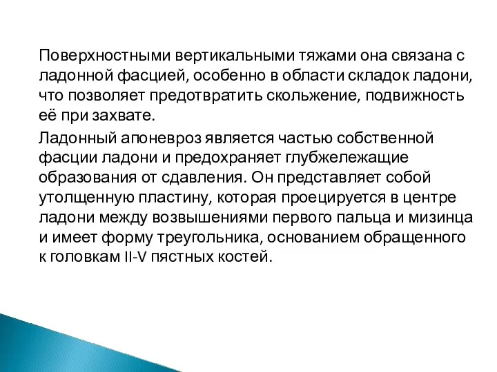 Поверхностными вертикальными тяжами она связана с ладонной фасцией, особенно в области складок