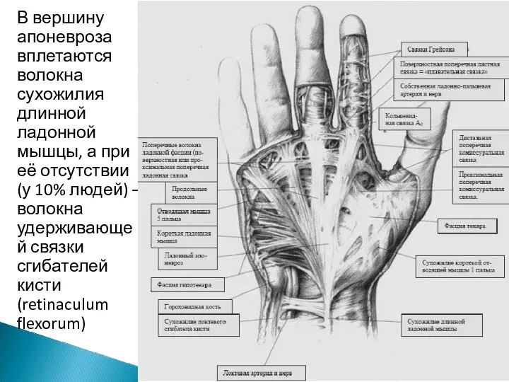 В вершину апоневроза вплетаются волокна сухожилия длинной ладонной мышцы, а при её