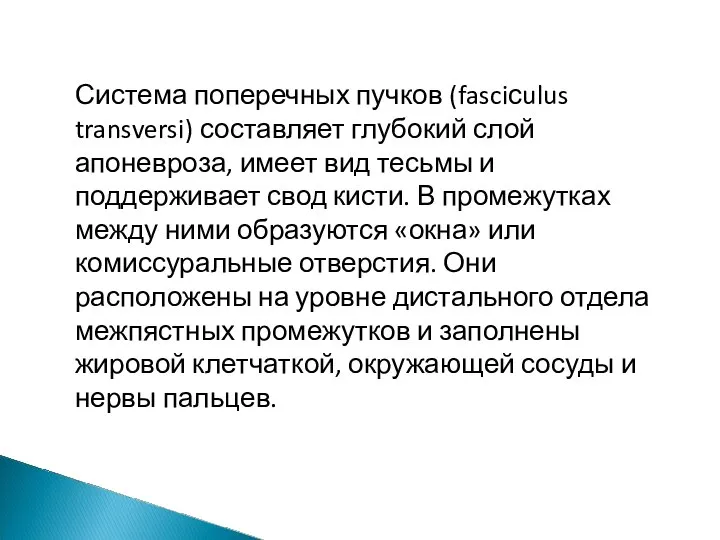 Система поперечных пучков (fasciсulus transversi) составляет глубокий слой апоневроза, имеет вид тесьмы