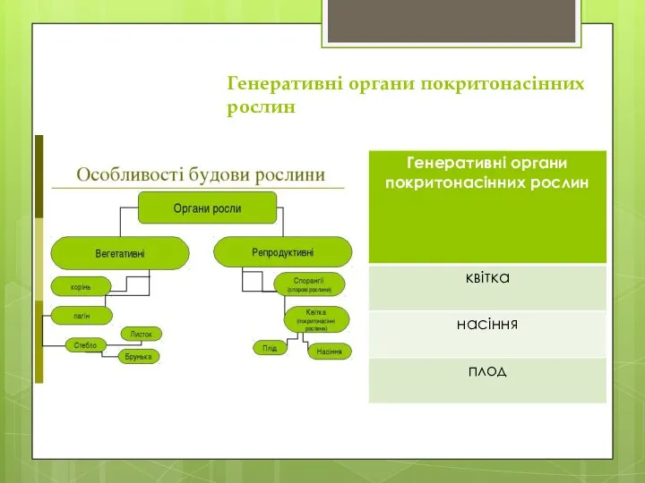 Генеративні органи покритонасінних рослин