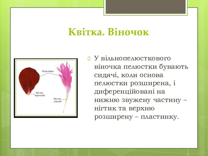 Квітка. Віночок У вільнопелюсткового віночка пелюстки бувають сидячі, коли основа пелюстки розширена,