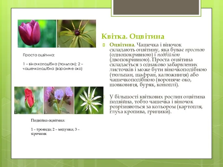 Квітка. Оцвітина Оцвітина. Чашечка і віночок складають оцвітину, яка буває простою (однопокривною)