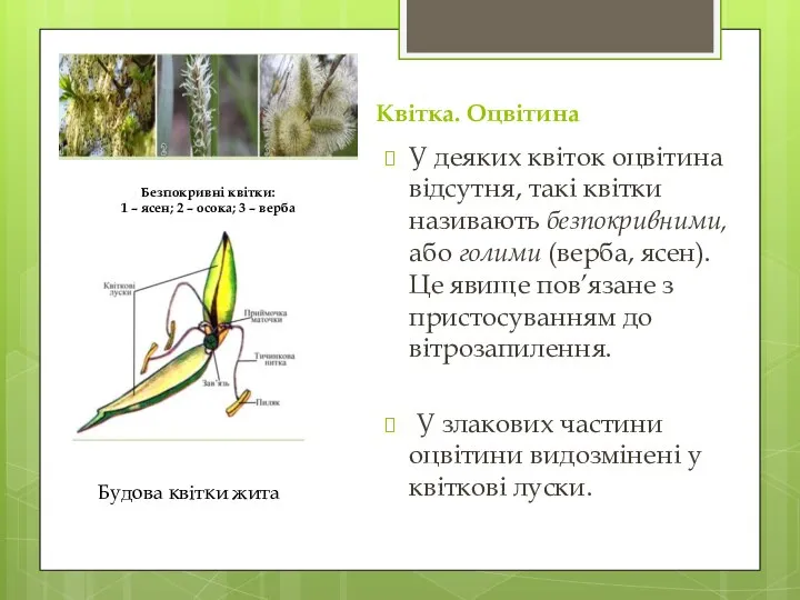 Квітка. Оцвітина У деяких квіток оцвітина відсутня, такі квітки називають безпокривними, або