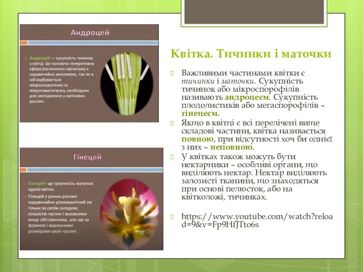 Квітка. Тичинки і маточки Важливими частинами квітки є тичинки і маточки. Сукупність