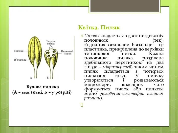 Квітка. Пиляк Пиляк складається з двох поздовжніх половинок (тек), з'єднаних в'язальцем. В'язальце