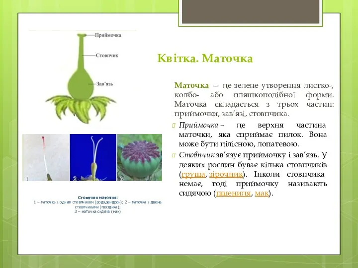 Квітка. Маточка Маточка — це зелене утворення листко-, колбо- або пляшкоподібної форми.