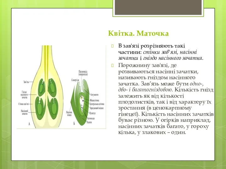 Квітка. Маточка В зав'язі розрізняють такі частини: стінки зав'язі, насінні зачатки і