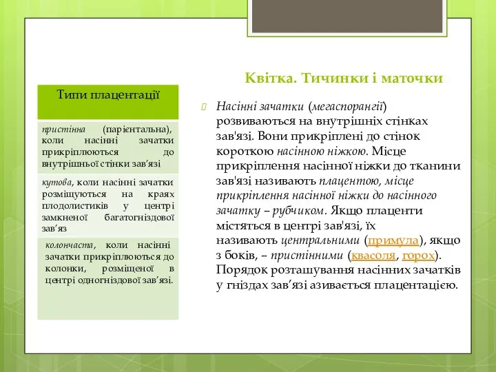 Квітка. Тичинки і маточки Насінні зачатки (мегаспорангії) розвиваються на внутрішніх стінках зав'язі.