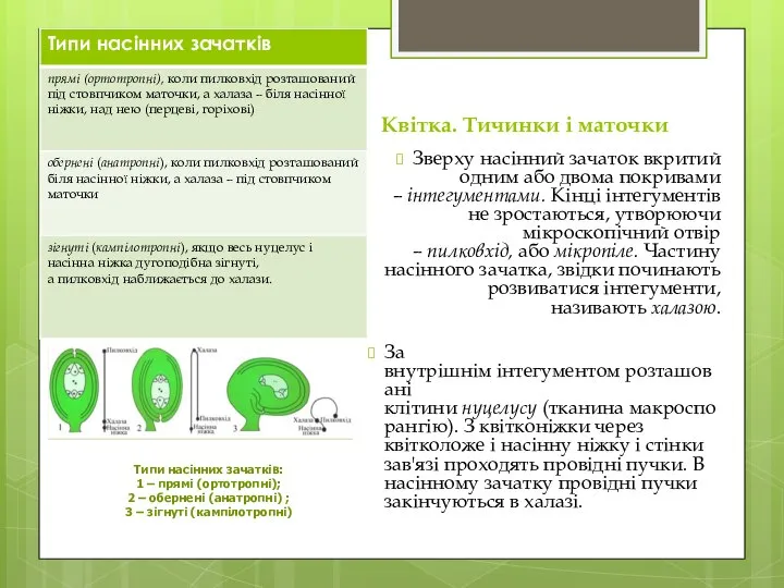 Квітка. Тичинки і маточки Зверху насінний зачаток вкритий одним або двома покривами