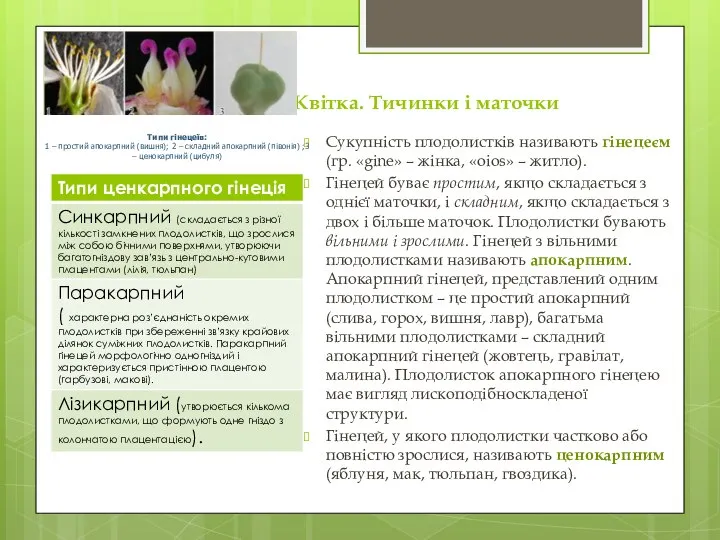 Квітка. Тичинки і маточки Сукупність плодолистків називають гінецеєм (гр. «gine» – жінка,