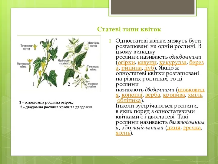 Статеві типи квіток Одностатеві квітки можуть бути розташовані на одній рослині. В