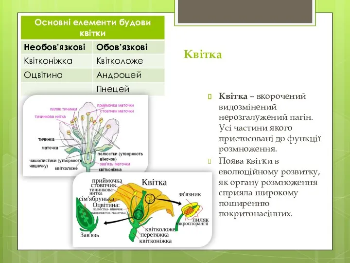 Квітка Квітка – вкорочений видозмінений нерозгалужений пагін. Усі частини якого пристосовані до