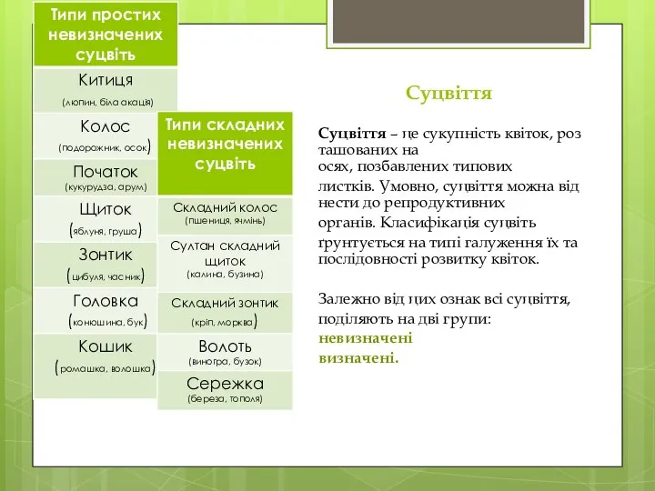 Суцвіття Суцвіття – це сукупність квіток, розташованих на осях, позбавлених типових листків.