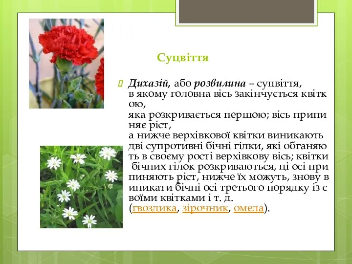 Суцвіття Дихазій, або розвилина – суцвіття, в якому головна вісь закінчується квіткою,