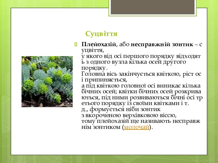 Суцвіття Плейохазій, або несправжній зонтик – суцвіття, у якого від осі першого